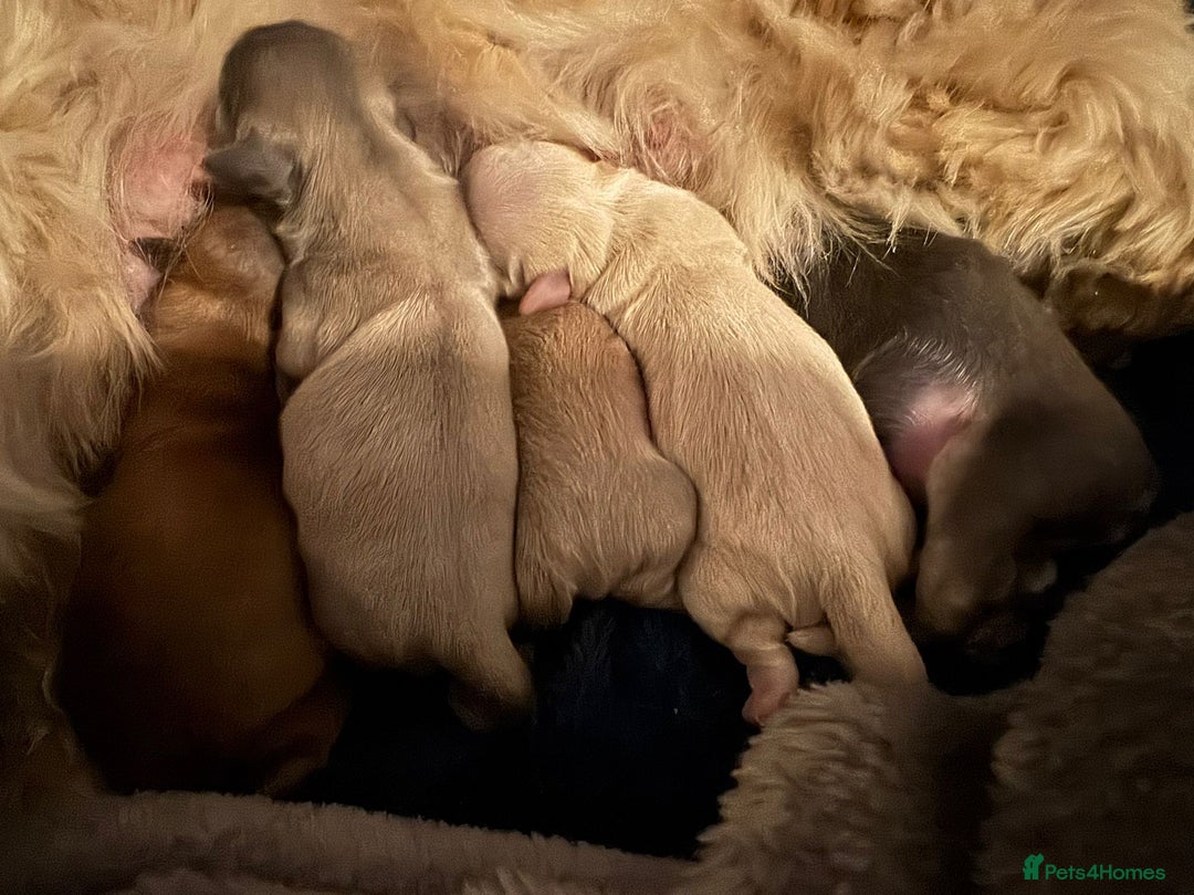 Shih Tzu dogs for stud: Stunning Lavender Dobie Shih Tzu in Motherwell - Image 10