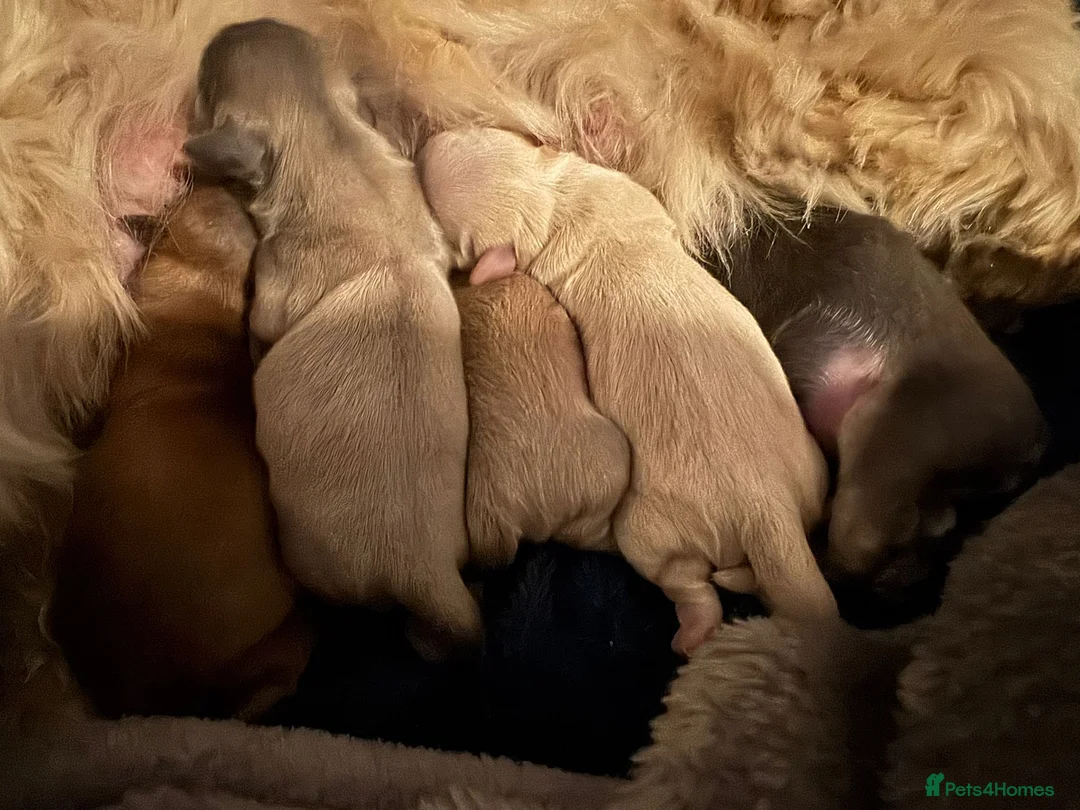 Shih Tzu dogs for stud: Stunning Lavender Dobie Shih Tzu in Motherwell - Advert 8