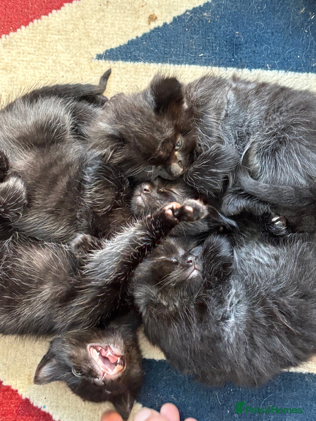 Mixed Breed cats for sale: 4 playful fluffy long haired black kittens  - Image 3