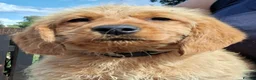 Labradoodle dogs for sale: Miniature labradoodle pups for sale - Advert 2