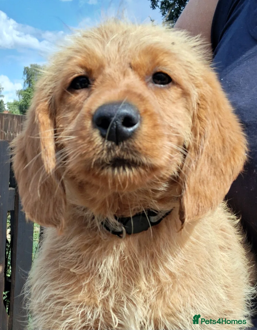 Labradoodle dogs for sale: Miniature labradoodle pups for sale - Advert 2