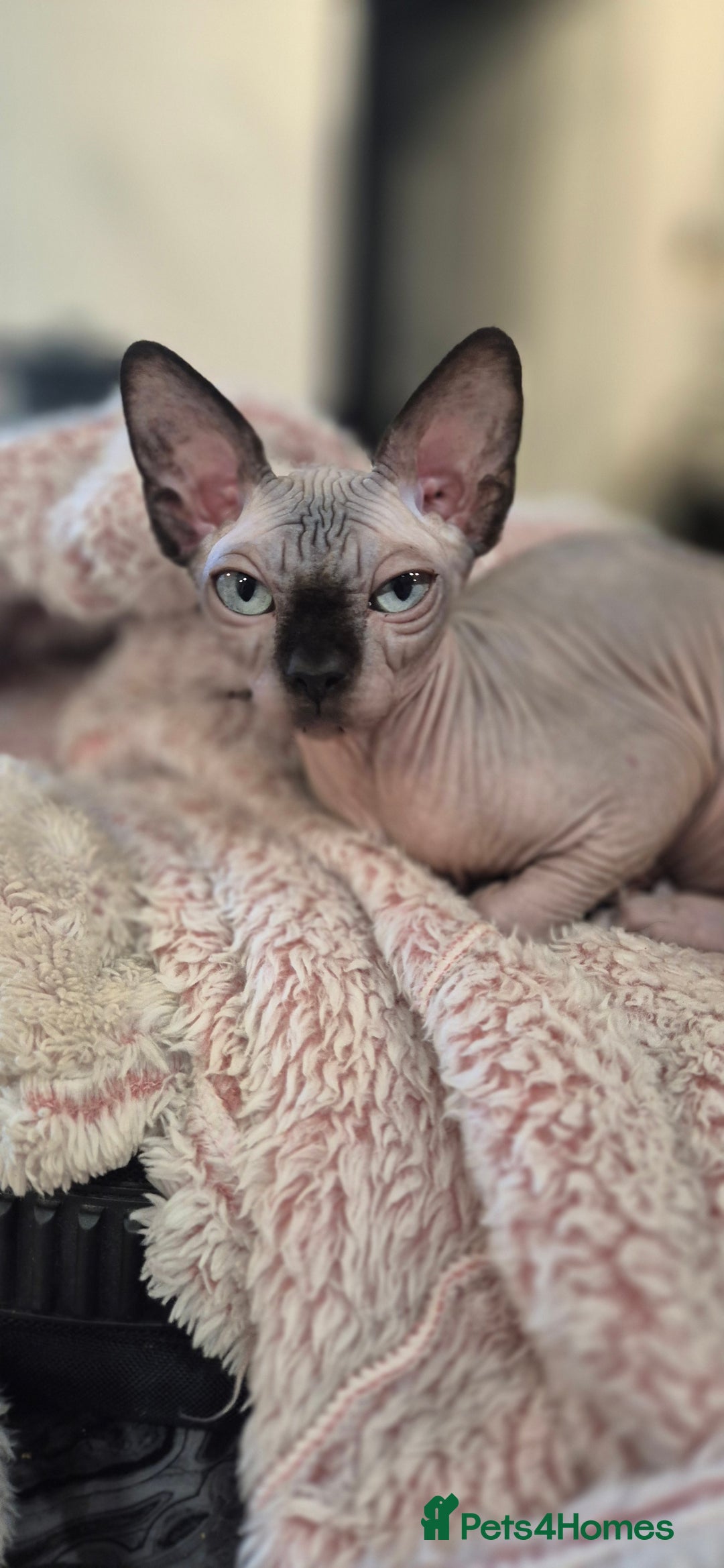 Sphynx cats for sale: Silver sphynx baby - Advert 5