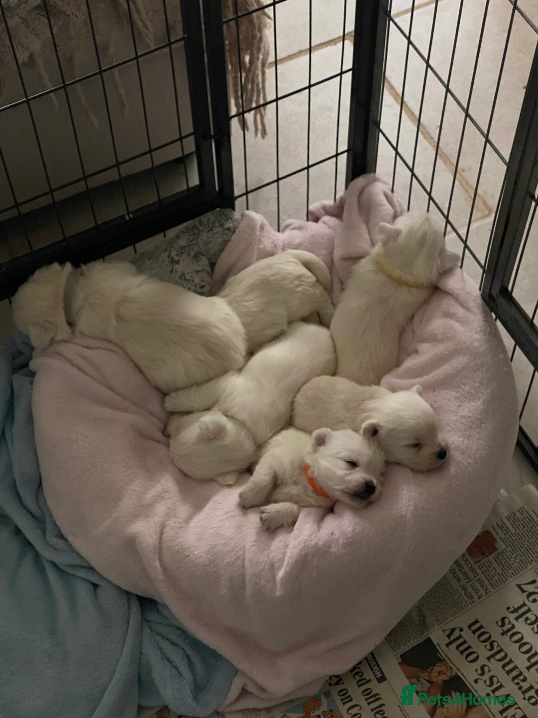 West Highland Terrier dogs for sale: Pure Breed West Highland Terrier - Advert 6