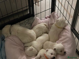 West Highland Terrier dogs - Advert 2