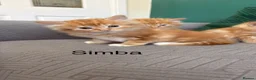 Mixed Breed cats for sale: fluffy kittens looking for their forever home  - Advert 7