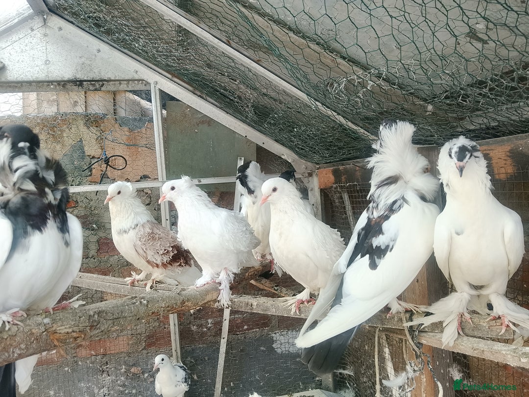 Pigeons birds for sale: Pigeon for sale - Image 14