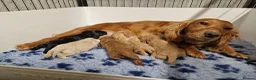 Cockapoo dogs for sale: STUNNING HEALTH TESTED F1 COCKAPOOS READY NOW - Advert 12