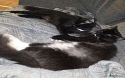 Mixed Breed cats for sale: Perdoll x maincoon x - Image 11