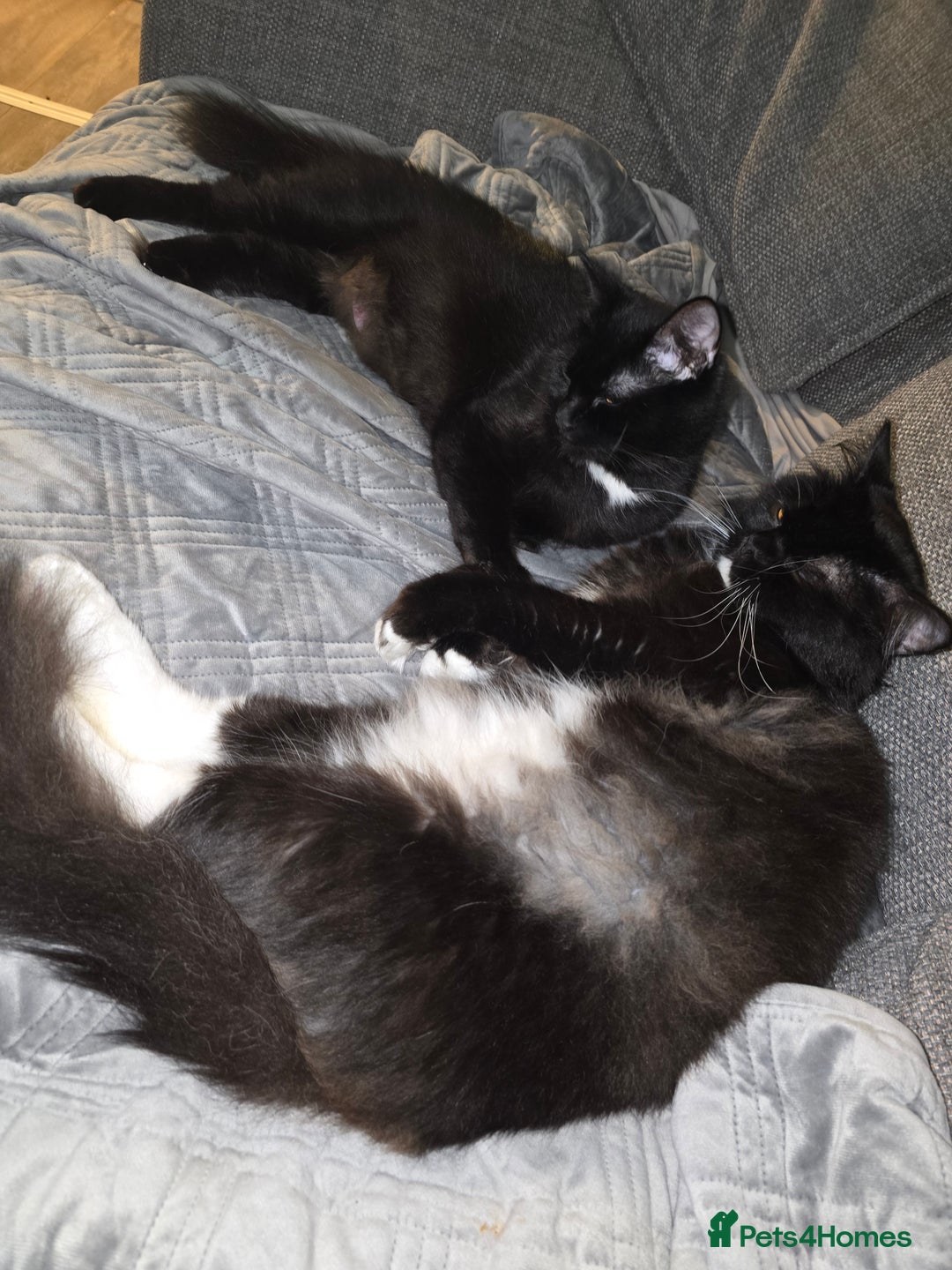 Mixed Breed cats for sale: Perdoll x maincoon x - Image 11