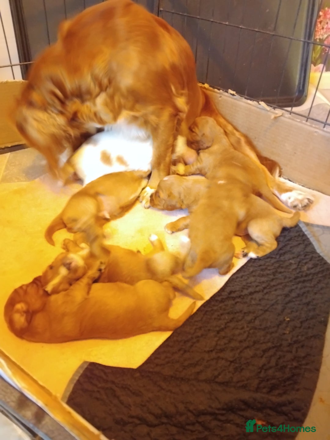 Cockalier dogs for sale: Cockerliers  f1 health tested parents - Image 4
