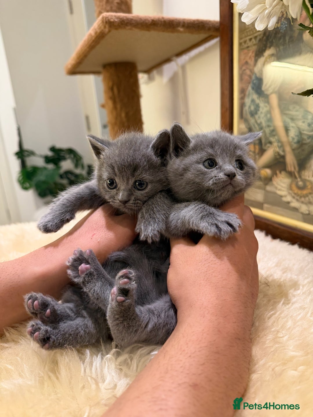 British Shorthair cats for sale: TICA registered purebreed BritishShorthair Kittens - Advert 3