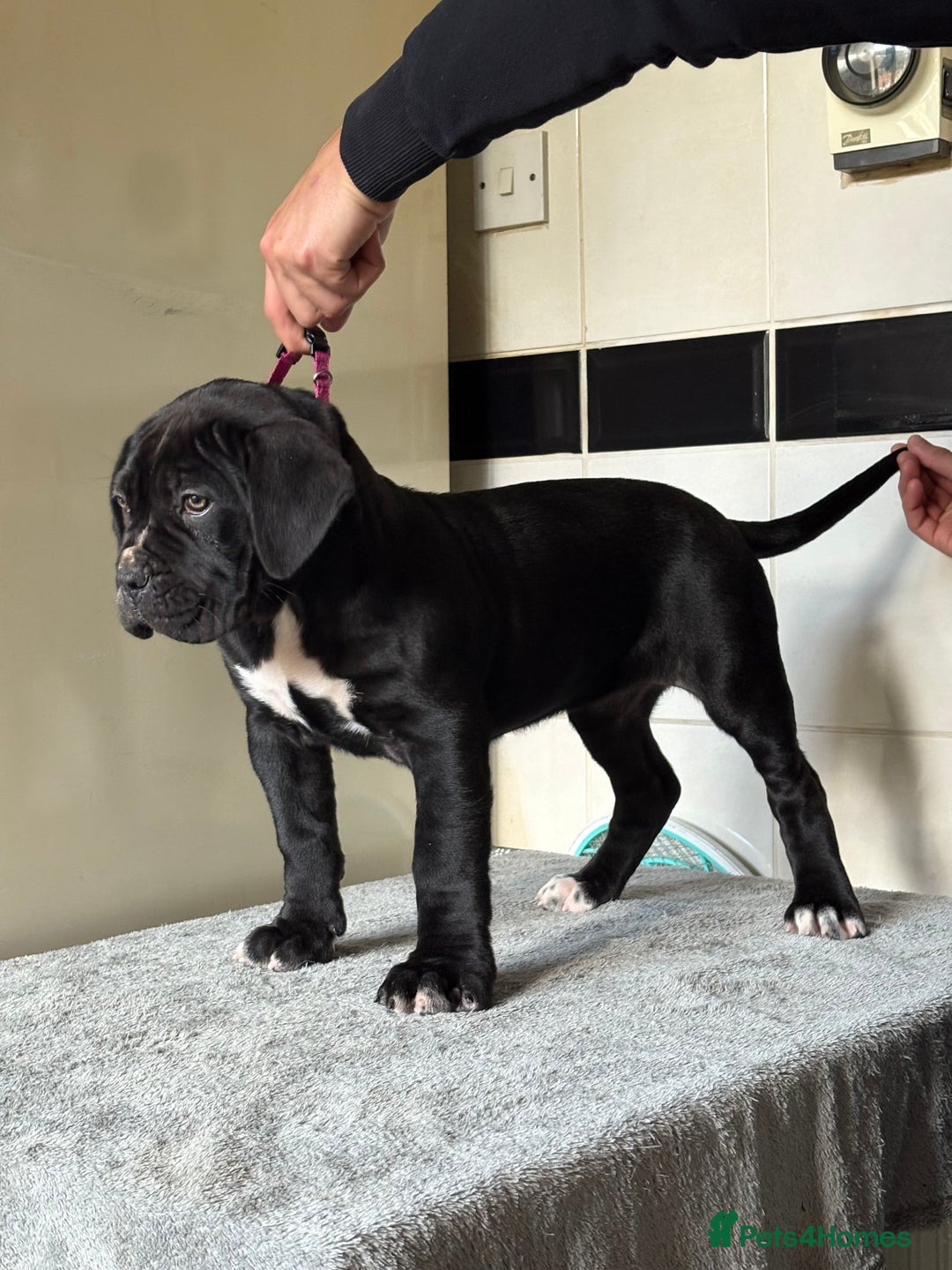 Cane Corso dogs for sale: *PRICE DROP* HUGE STUNNING FULL PEDIGREE FEMALES - Advert 24