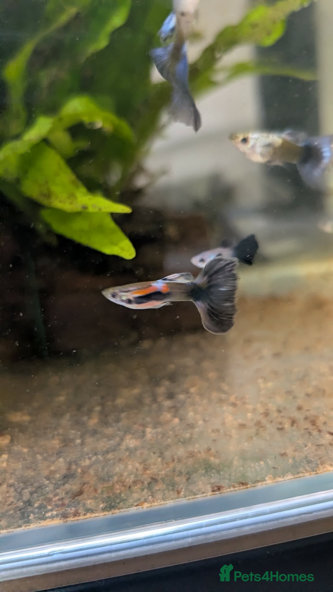Other/Mixed Breed fish for sale: Guppy Long Tail - Advert 3