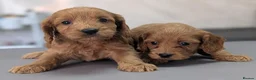 Cockapoo dogs for sale: Licensed breeder, health tested F1 cockapoos - Advert 3