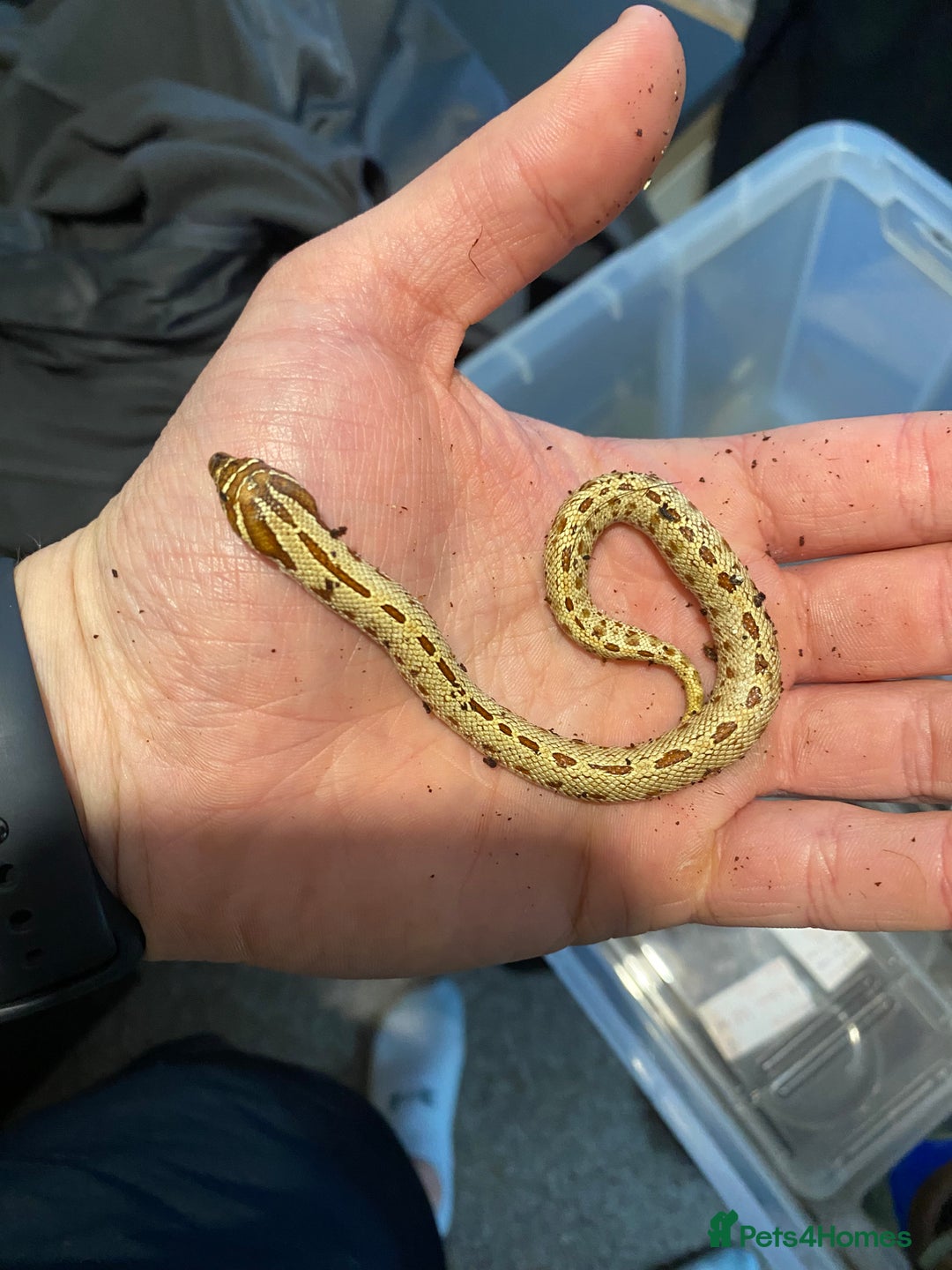 Snake reptiles for sale: Hognose Breeding Pair and Babies - Image 10