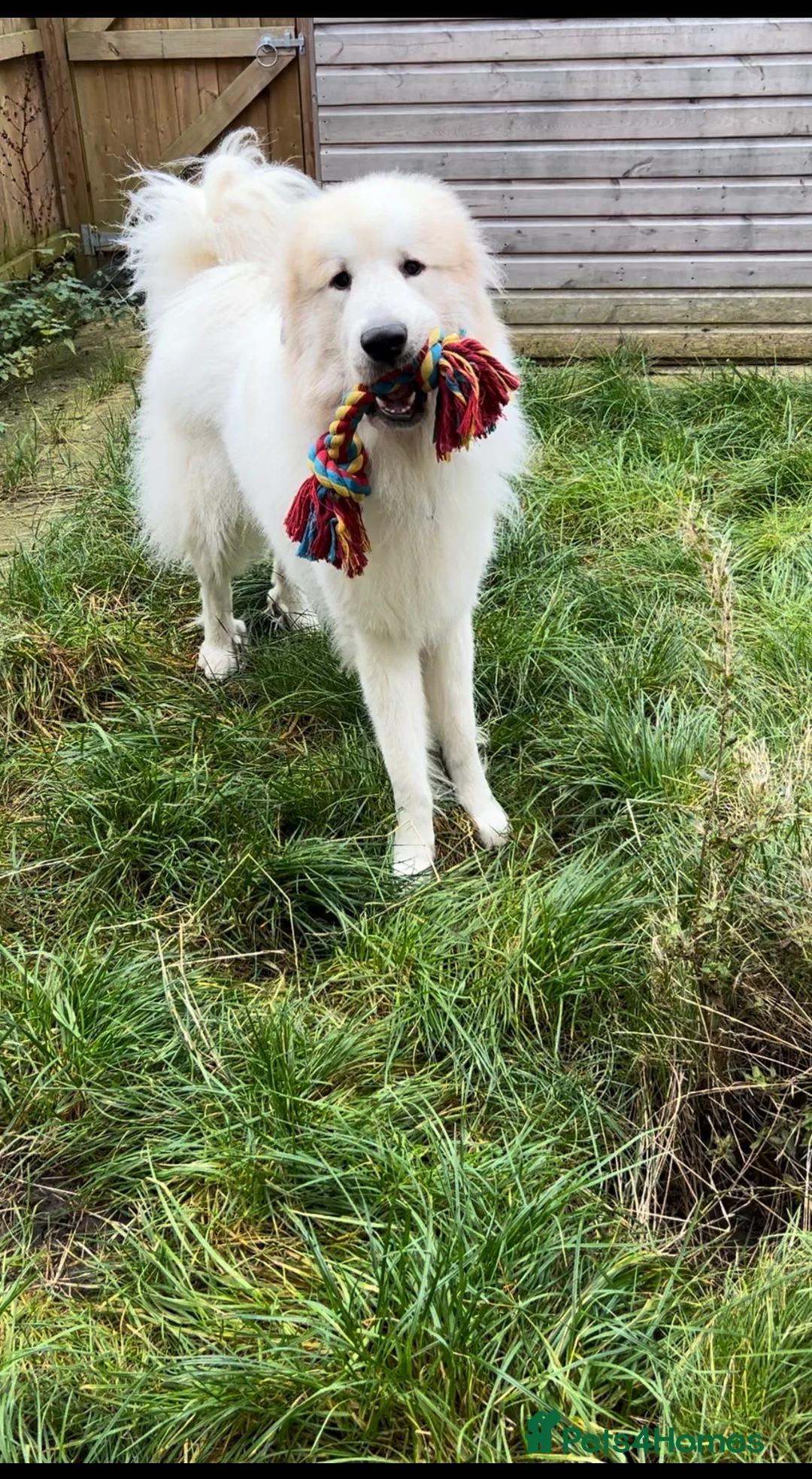 Pyrenean Mountain Dog dogs for stud: KC registered Pyrenean Mountain Dog for stud - Advert 6