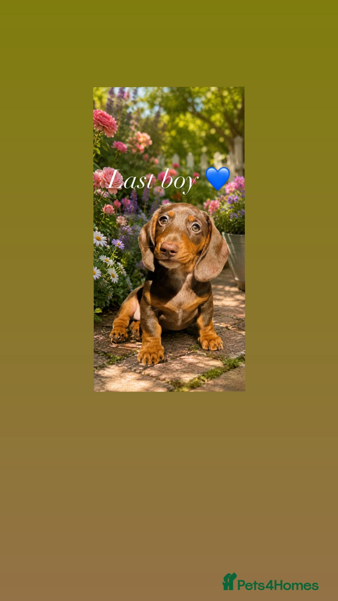 Miniature Dachshund dogs 💙 REDUCED READY NOW LAST BOY ⛔️ NO TIMEWASTERS ⛔️ - Advert 13