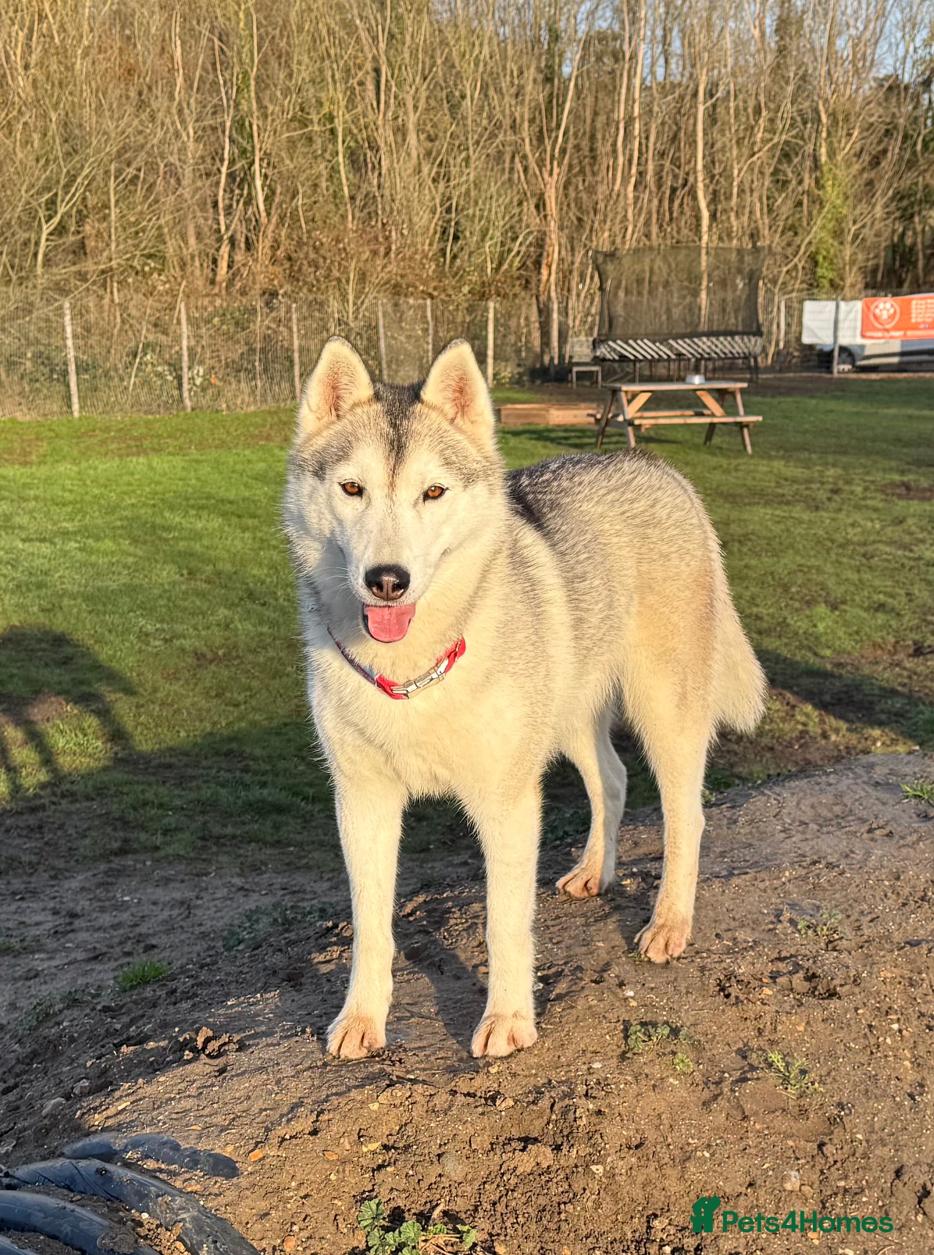 Siberian Husky dogs ✨ Exceptional Pedigree Siberian Husky Puppies ✨ - Advert 6