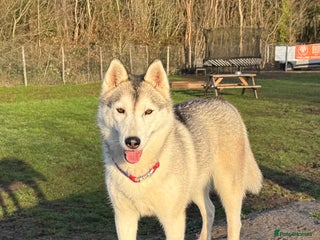 Siberian Husky dogs ✨ Exceptional Pedigree Siberian Husky Puppies ✨ - Advert 6