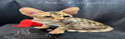 Savannah cats for sale: 2 and 3 months old. Tica Regist. Savannahs - Advert 29