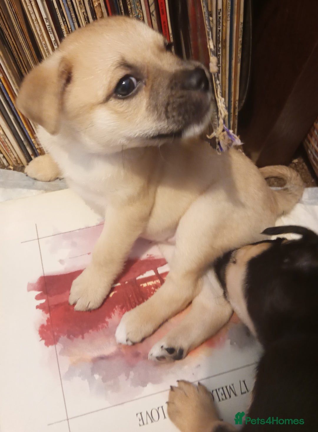 Mixed Breed dogs for sale: Pug X Collie pups (Pugollies) 3 Boys 2 Girls - Advert 13