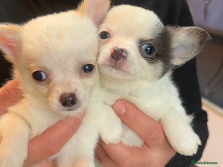 Chihuahua dogs lovely litter full breed chihuahua puppies - Advert 16