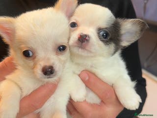 Chihuahua dogs lovely litter full breed chihuahua puppies - Advert 11