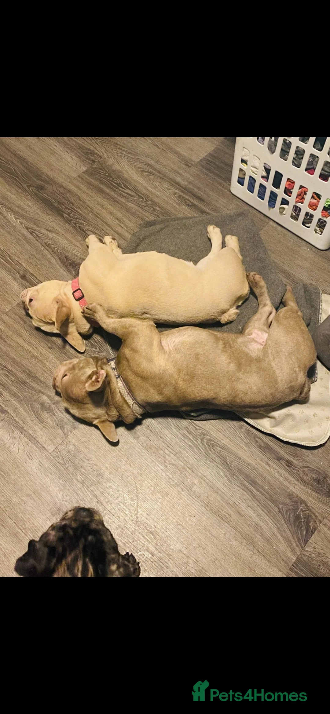 French Bulldog dogs for sale: Adult French bulldog for sale  in Fleet - Advert 2