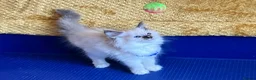 Ragdoll cats for sale: GCCF Сhampion Bloodline Ragdoll 5 GenPedigree 🏆🌟 - Advert 14