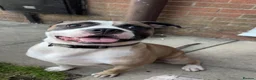 Mixed Breed dogs for sale: Buster - Advert 3