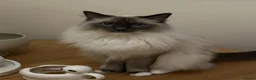 Ragdoll cats for sale: 5 years Ragdoll Male Cat Neutered loves Chicken in London - Advert 5