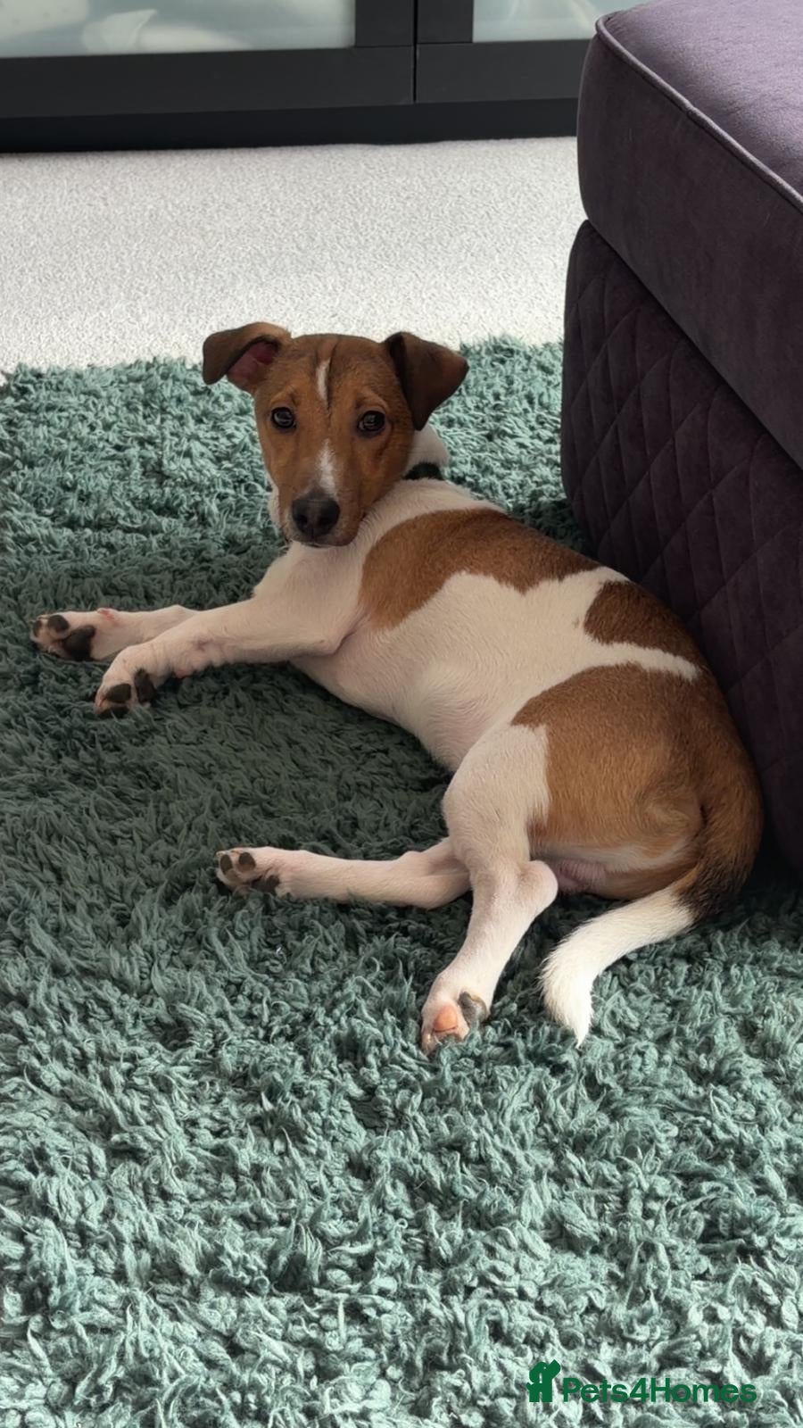 Jack Russell dogs Rehome - Jack Russell  - Advert 1