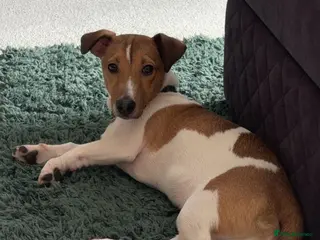 Jack Russell dogs Rehome - Jack Russell - Advert 1