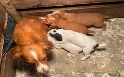 Cocker Spaniel dogs for sale: Cocker Spaniel Puppies  - Advert 22