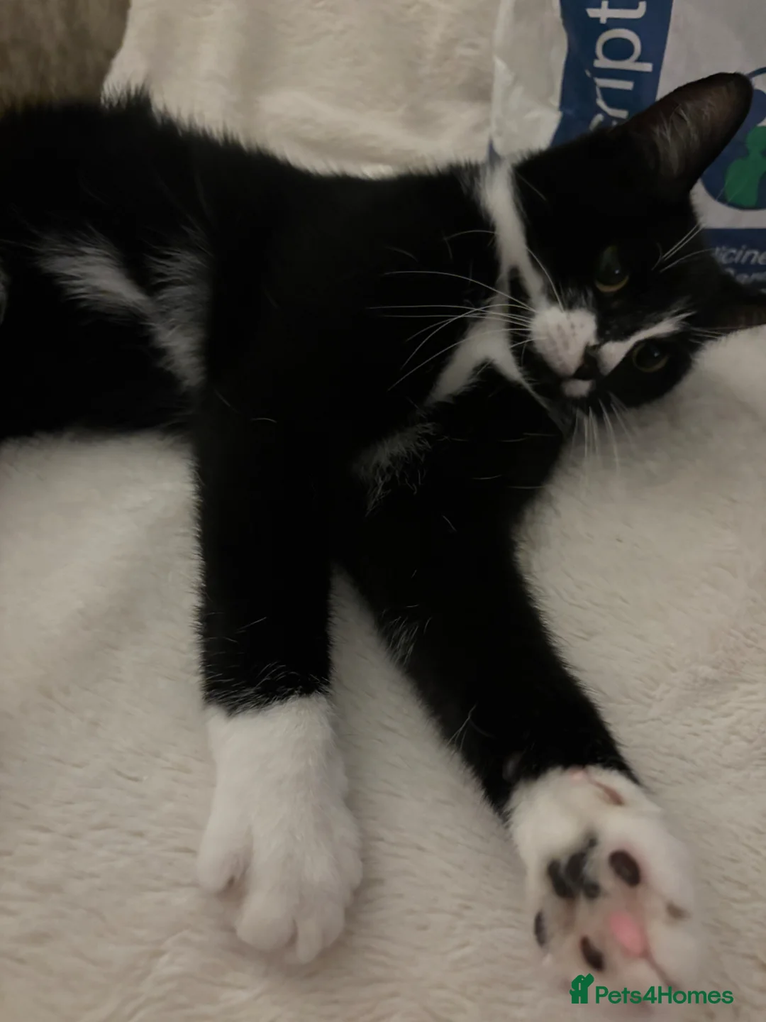 Maine Coon cats for sale: Stunning Maine coon mix kittens  - Advert 1