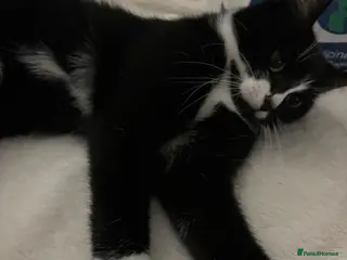 Maine Coon cats Stunning Maine coon mix kittens - Advert 2