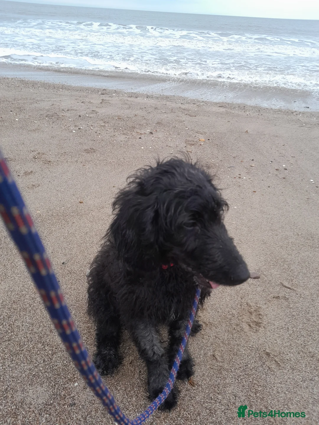 Goldendoodle dogs for sale: Beautiful 7 month doodle puppy - Advert 2