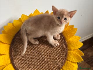 Abyssinian cats Pure pedigree Abyssian fawn boy available - Advert 8