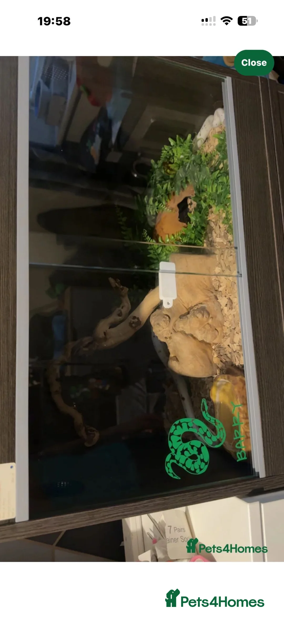 Corn Snake reptiles for sale: Male and female  - Advert 3