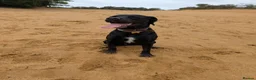 Mixed Breed dogs for sale: Mylo - Rottweiler X - Advert 8