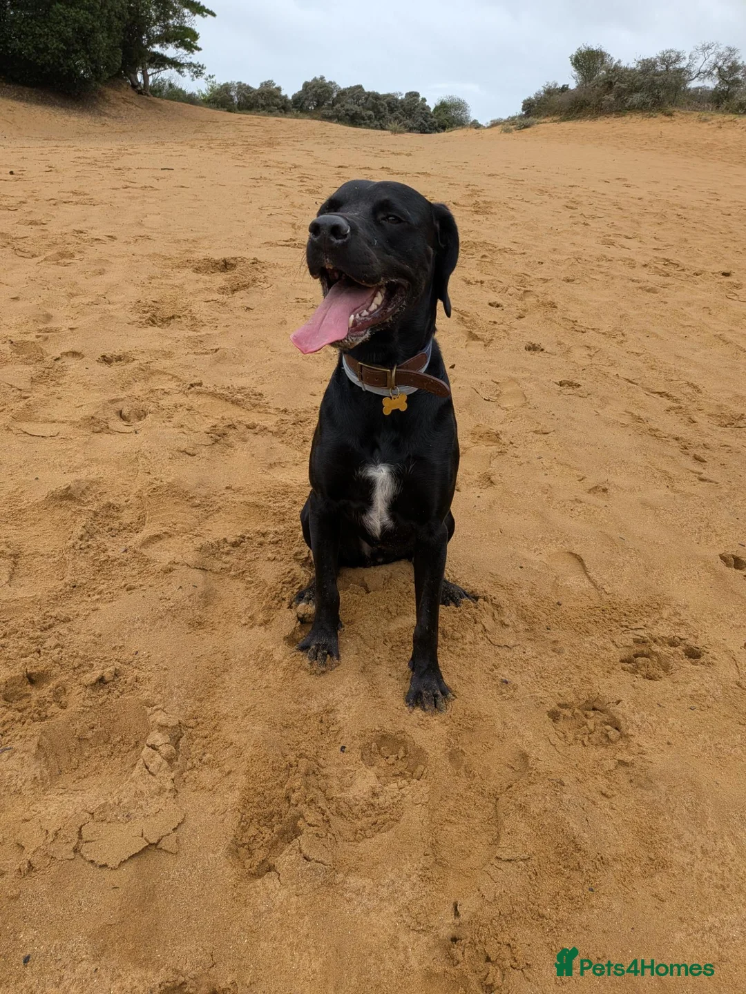 Mixed Breed dogs for sale: Mylo - Rottweiler X - Advert 8