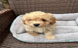 Poochon dogs for sale: Poochon male puppies  - Image 8