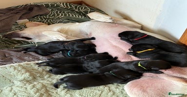 Labrador Retriever dogs - Advert 1