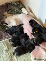 Labrador Retriever dogs - Advert 1