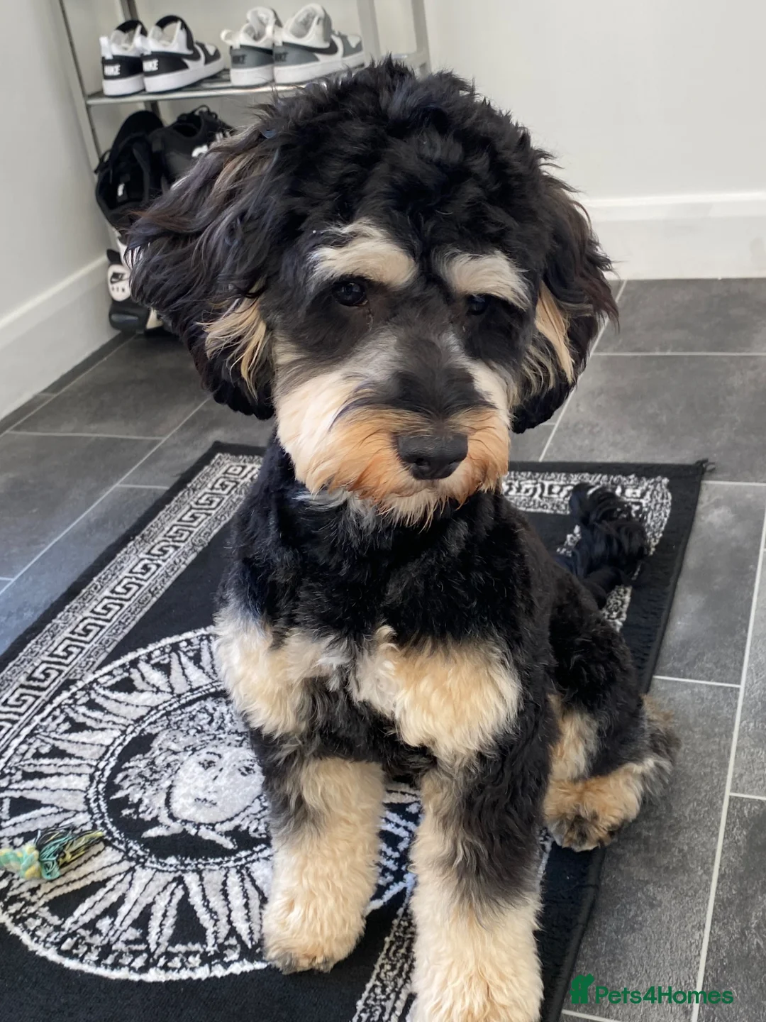 Cockapoo dogs for sale: Benny 9 Months old cockapoo puppy - Advert 5