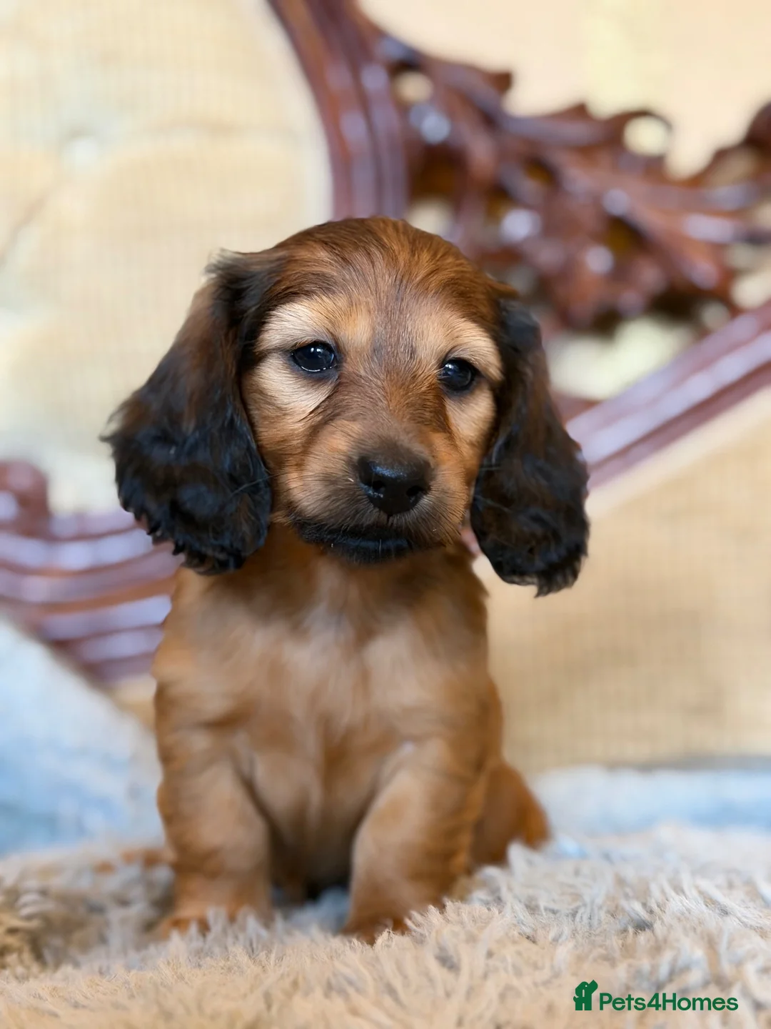 Miniature Dachshund dogs for sale: Miniature long-haired dachshund  - Advert 2