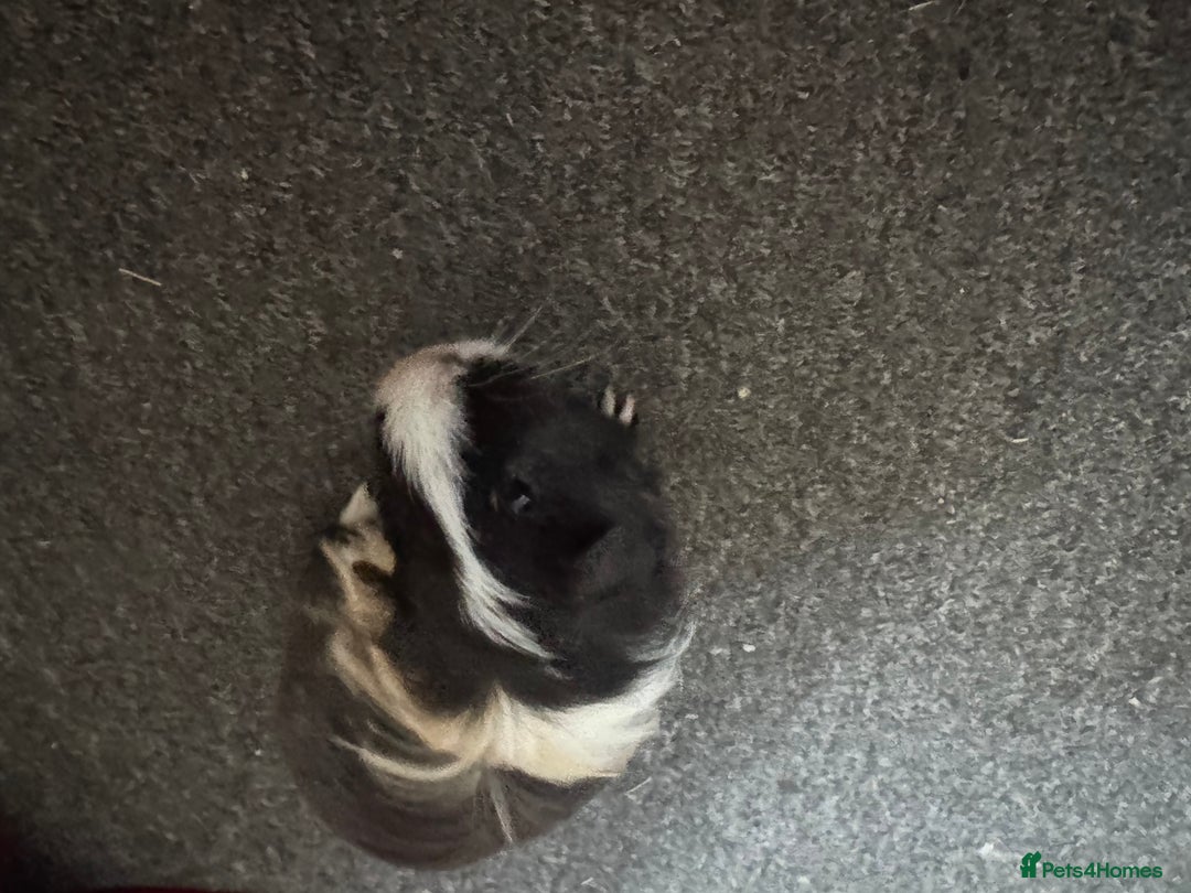 Guinea Pig rodents for sale: Two male guinea pigs - Advert 2