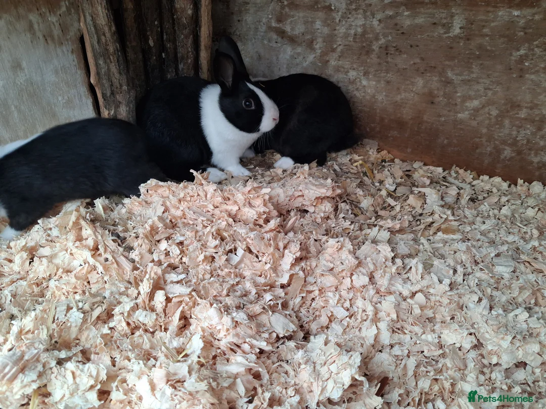 Dutch rabbits for sale: Dutch rabbits black and white - Advert 5