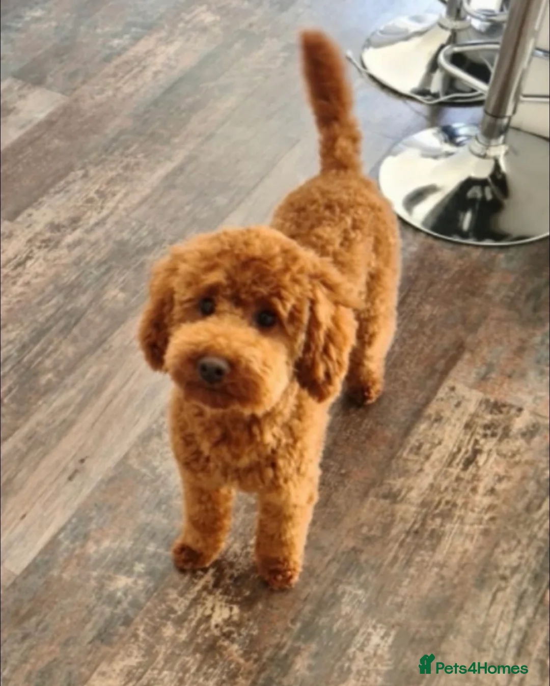 Cockapoo dogs for sale:  Stunning F1 DNA clear cockapoo puppies  - Advert 35