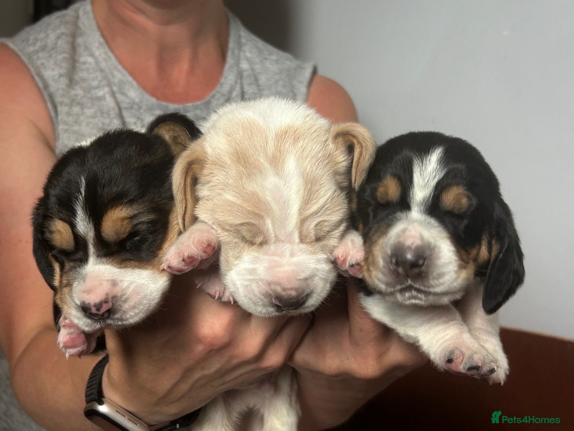 Basset Hound dogs Stunning KC Basset Hound Pups - Advert 4